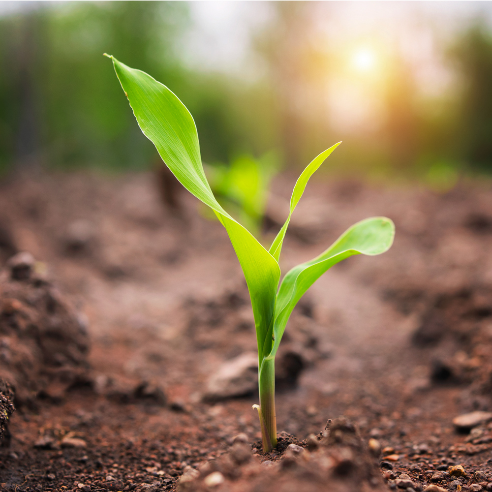 Corn Seedling - GenXAg