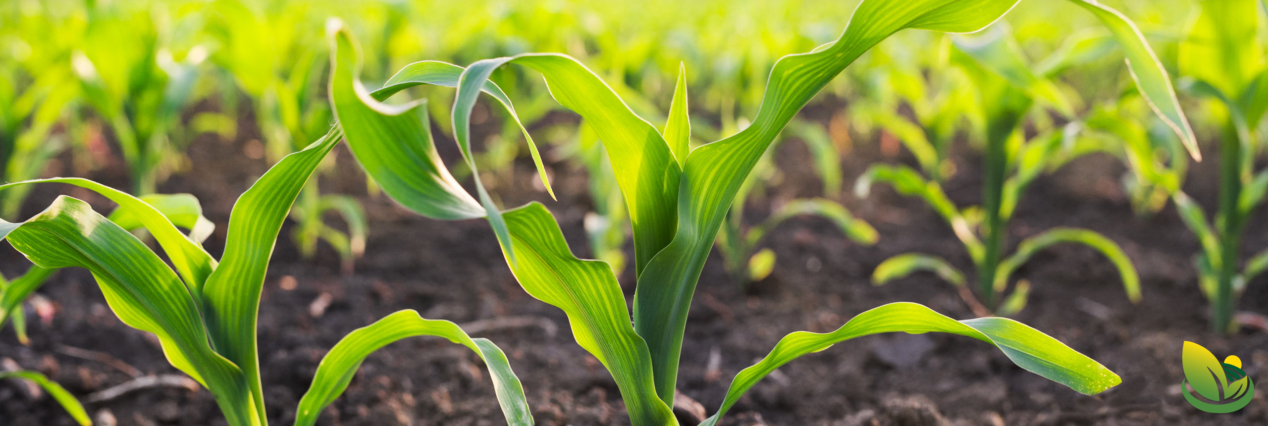 GenXAg agriculture retailer corn